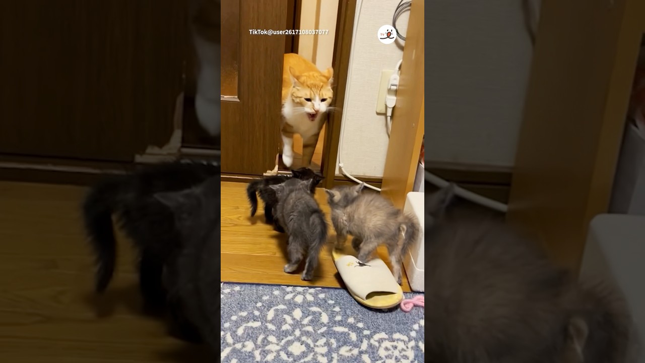 デカ猫に遭遇した子猫たち｜PECO