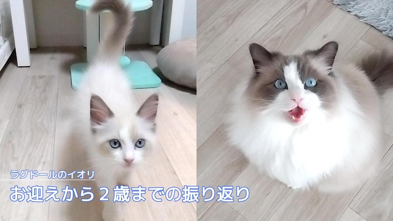 【ラグドール】お迎えから２歳までの振り返り