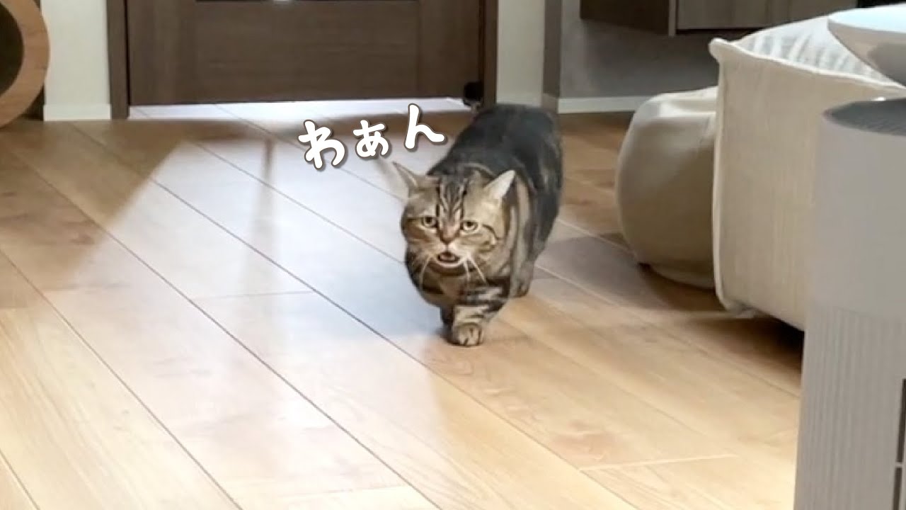 お喋りしながら近付いてくる猫が可愛い！