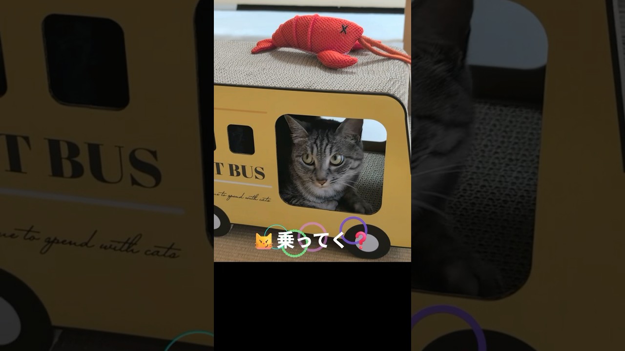 一緒に乗ってく❓【幸のスズ】#shorts  #ねこ #cat #猫のいる暮らし #かわいい猫 #cats #子猫 #kitten