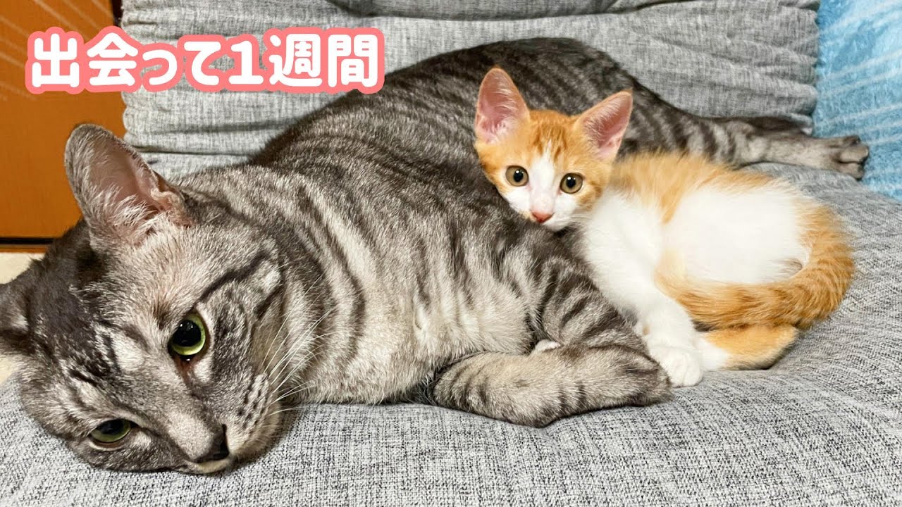 子猫と先住猫たちが1週間で仲良くなれたのには理由がありました。