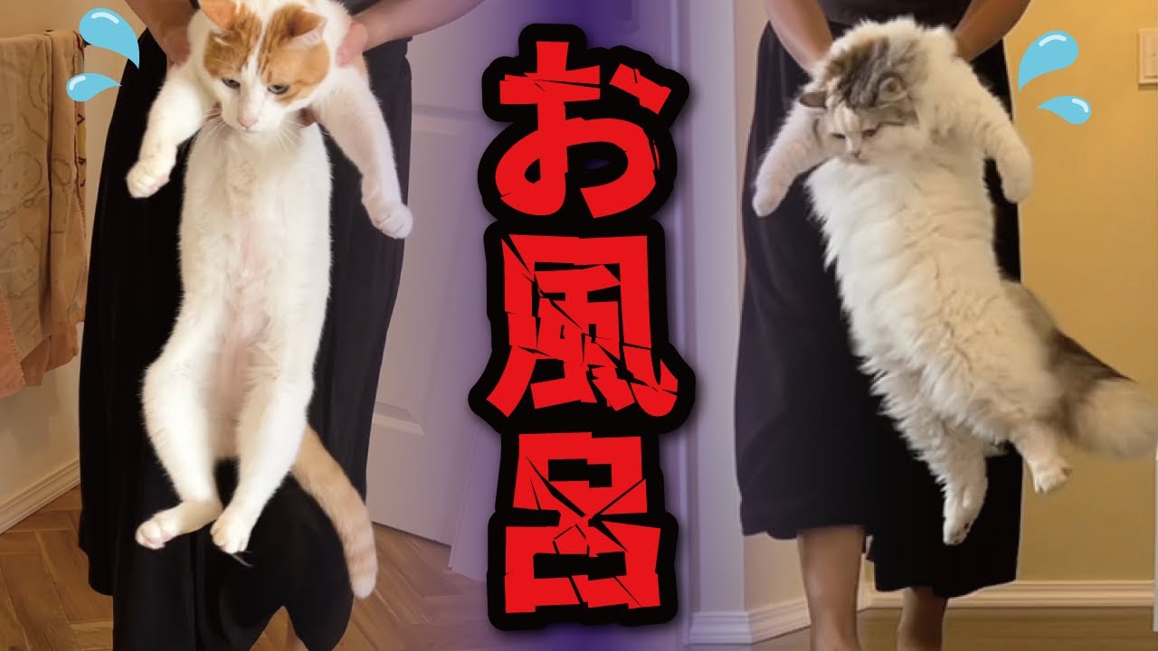【悲報】師　匠　、　お　風　呂　が　嫌　す　ぎ　て　脱　糞　す　る【関西弁でしゃべる猫】【猫アテレコ】
