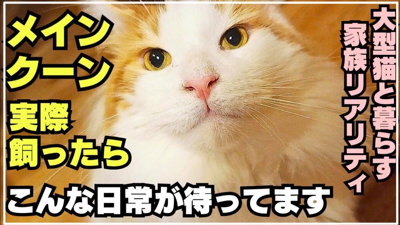 初めて飼う猫がメインクーンだった家族の日常│4歳ツンデレ男子とアラフォー夫婦＋最強自由人な娘
