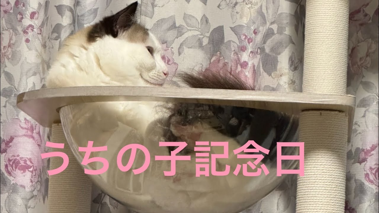 ラグドール猫さんうちの子記念日