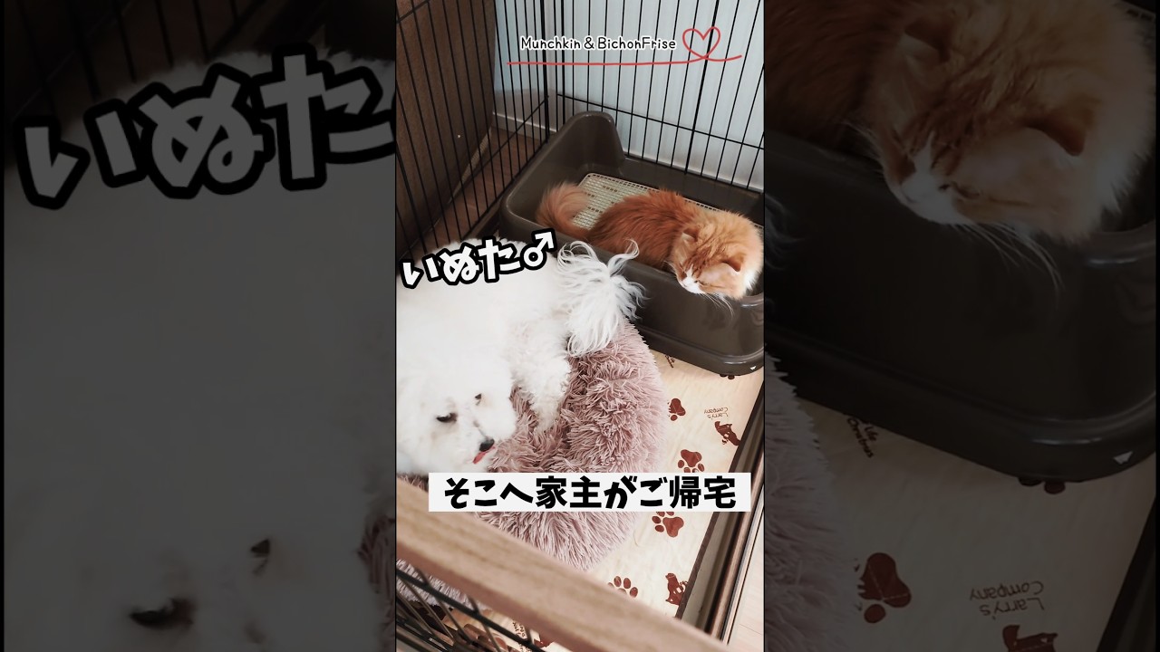 【マンチカン＆ビションフリーゼ】不法侵入女王猫とご帰宅もふ犬の変な関係 【犬と猫、両方飼ってると毎日かわいい♥】