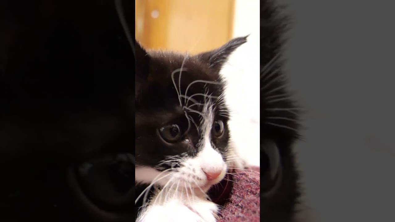 ママが好き過ぎる子猫が待ちきれなくてソファーから落ちてしまう【赤ちゃん猫　保護猫】