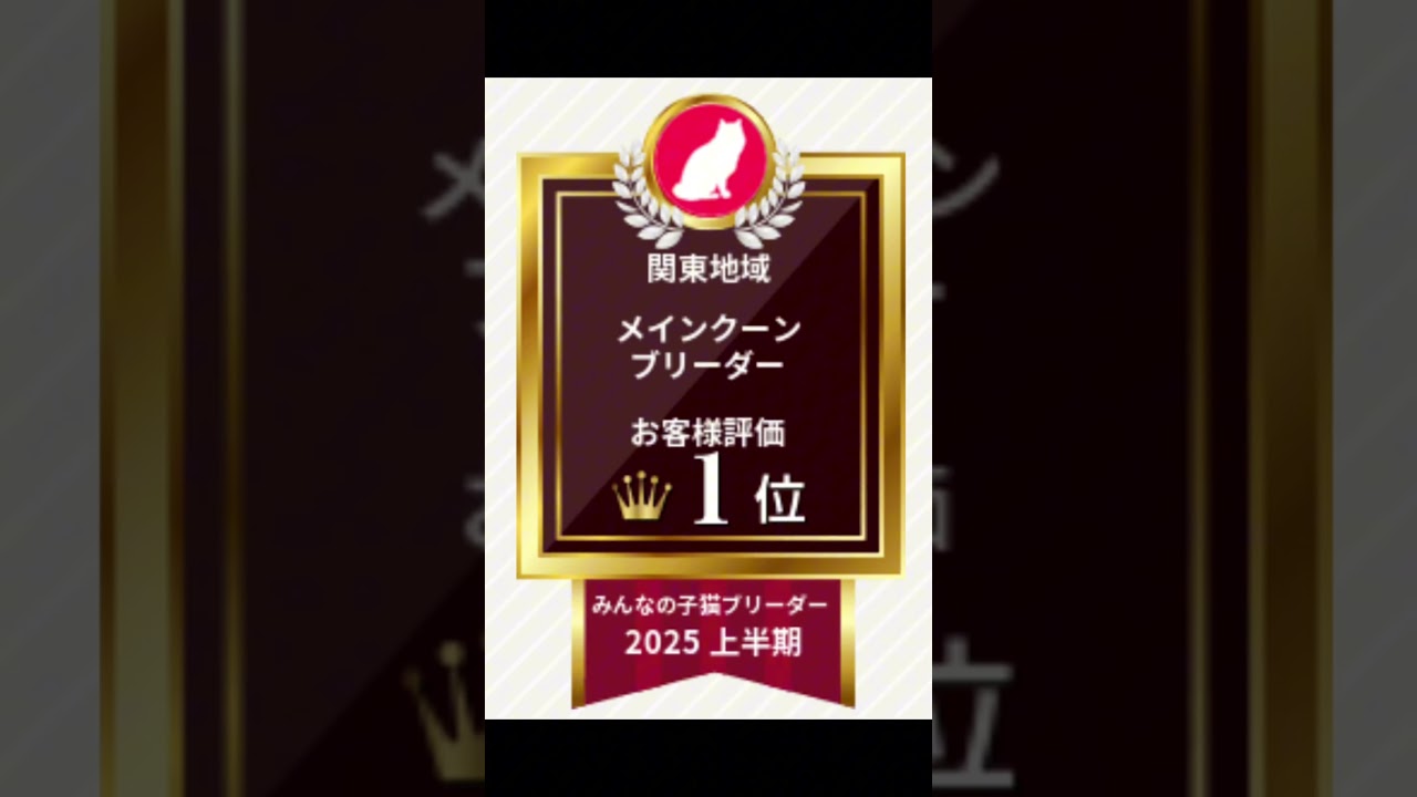 御家族募集中です　スコティッシュフォールド　埼玉県猫専門ブリーダー　みんなの子猫ブリーダーのサイトで関東一位🥇　メインクーン