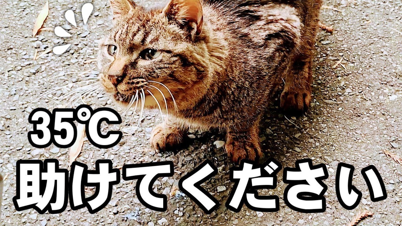 酷暑を生きるのらねこ☆この子たちに更なる危機が💦