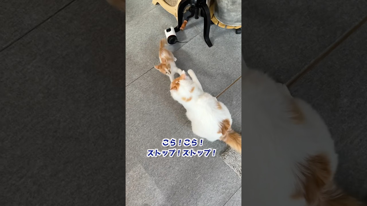 子猫にだる絡みされて悲鳴をあげる兄猫…笑   #猫 #cat  #shorts