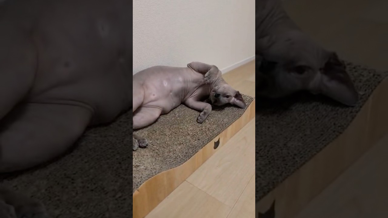 急に甘える毛のない猫【スフィンクス】