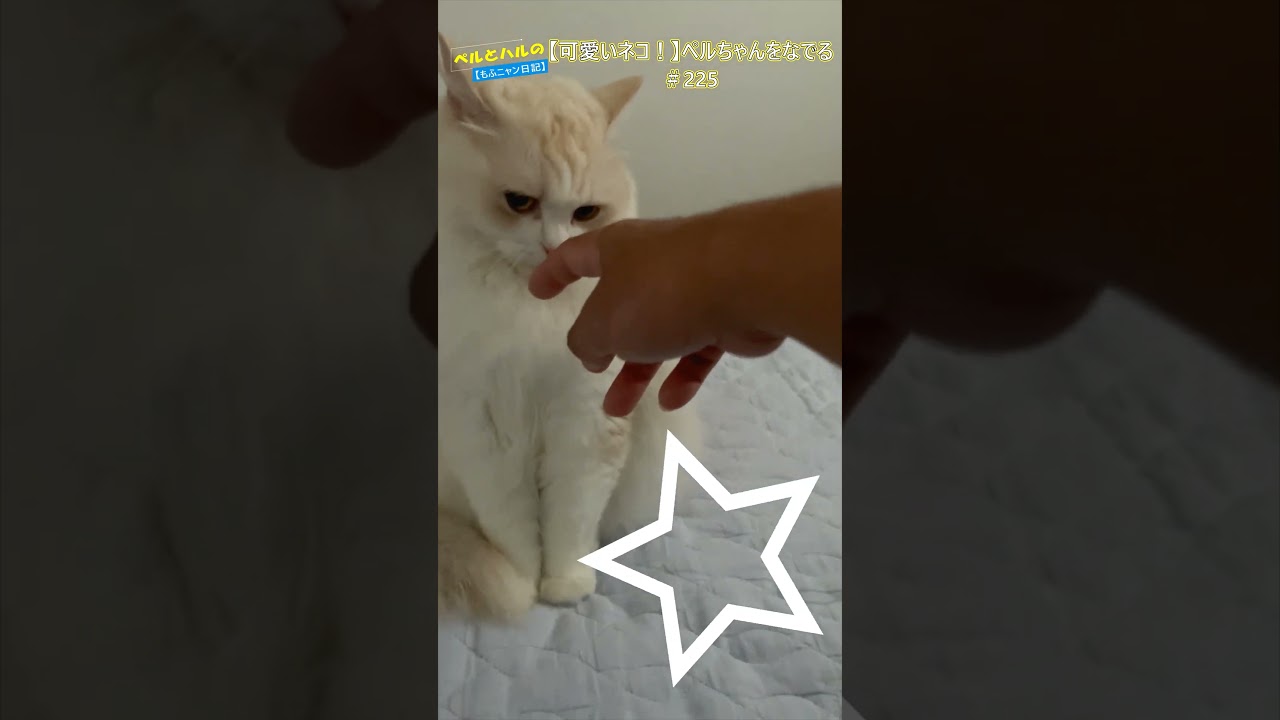 【可愛いニャンコ】ペルちゃんをなでる！＃225 #cat #ねこ＃セルカークレックス＃なでなで