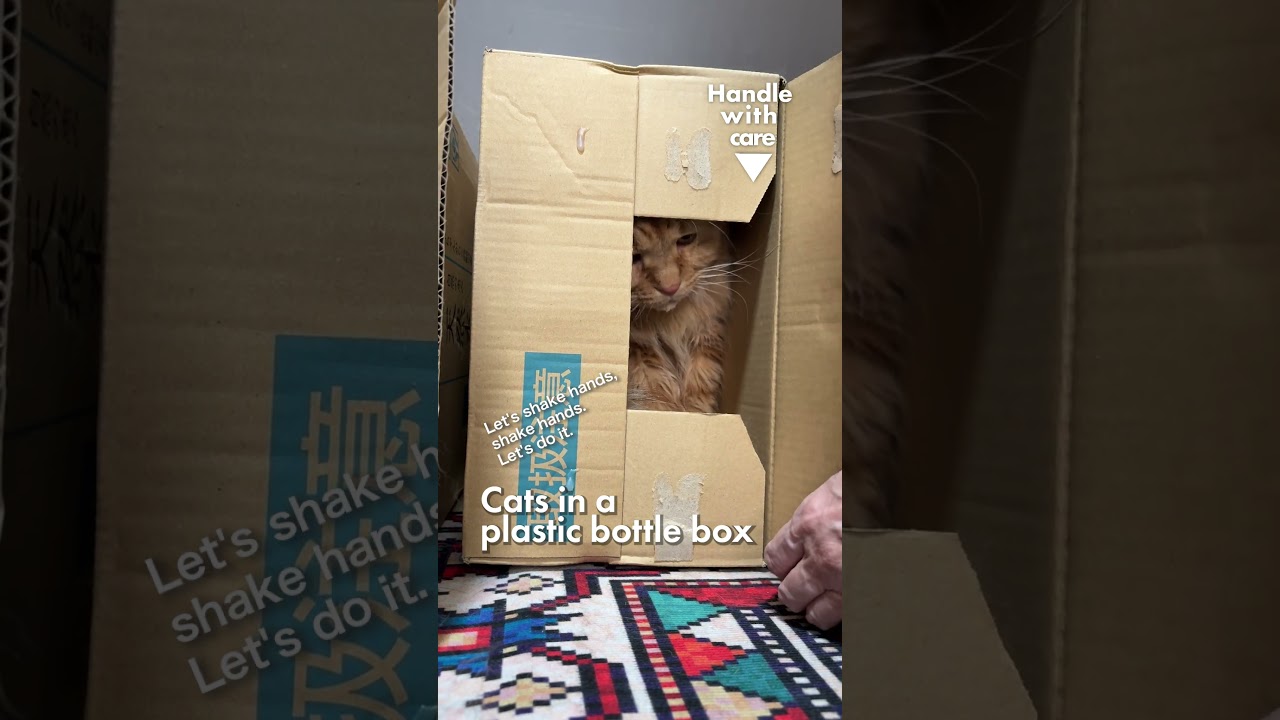 取扱注意／ペットボトルの箱の猫たち