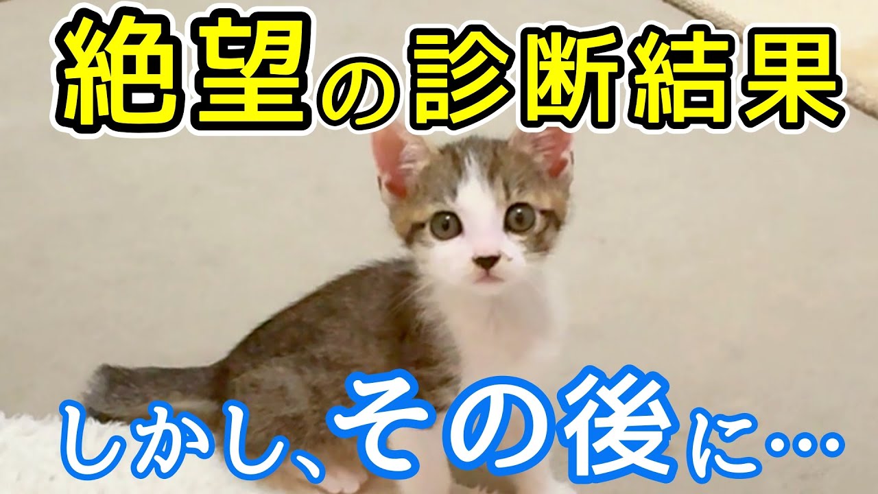 1ヶ月半の保護子猫に〇〇の疑い…絶望の診断が下された帰り道、奇跡のような光景を目にしました