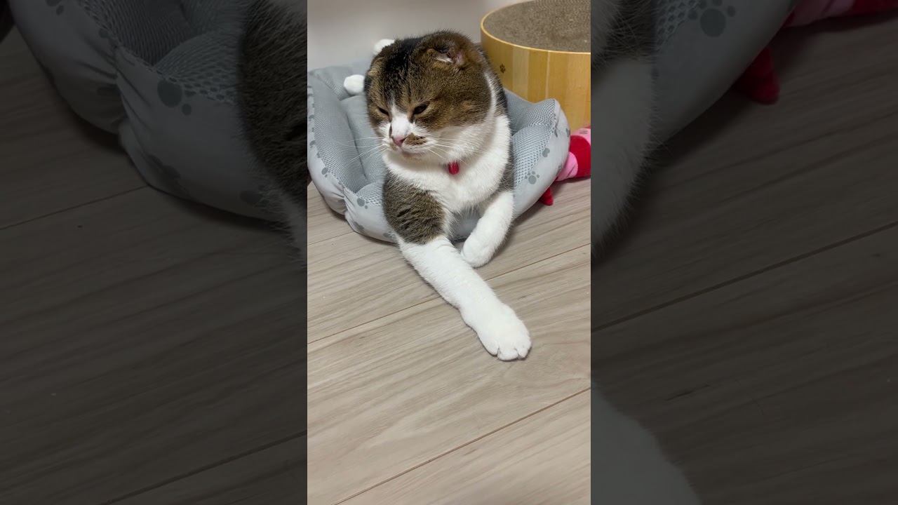 ウワサのあの子＃shorts＃スコティッシュフォールド折れ耳#猫のいる暮らし