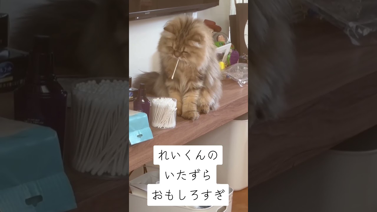 【猫のいる暮らし】#cat #ペルシャ #スコッティッシュフォールド #もふもふ