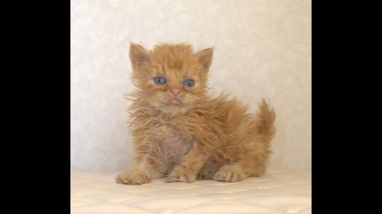 セルカークレックス子猫　Selkirk Rex　2025.5.28産まれ　レッドタビー　巻き毛　セミロング　男の子　シーダキャット猫のお店