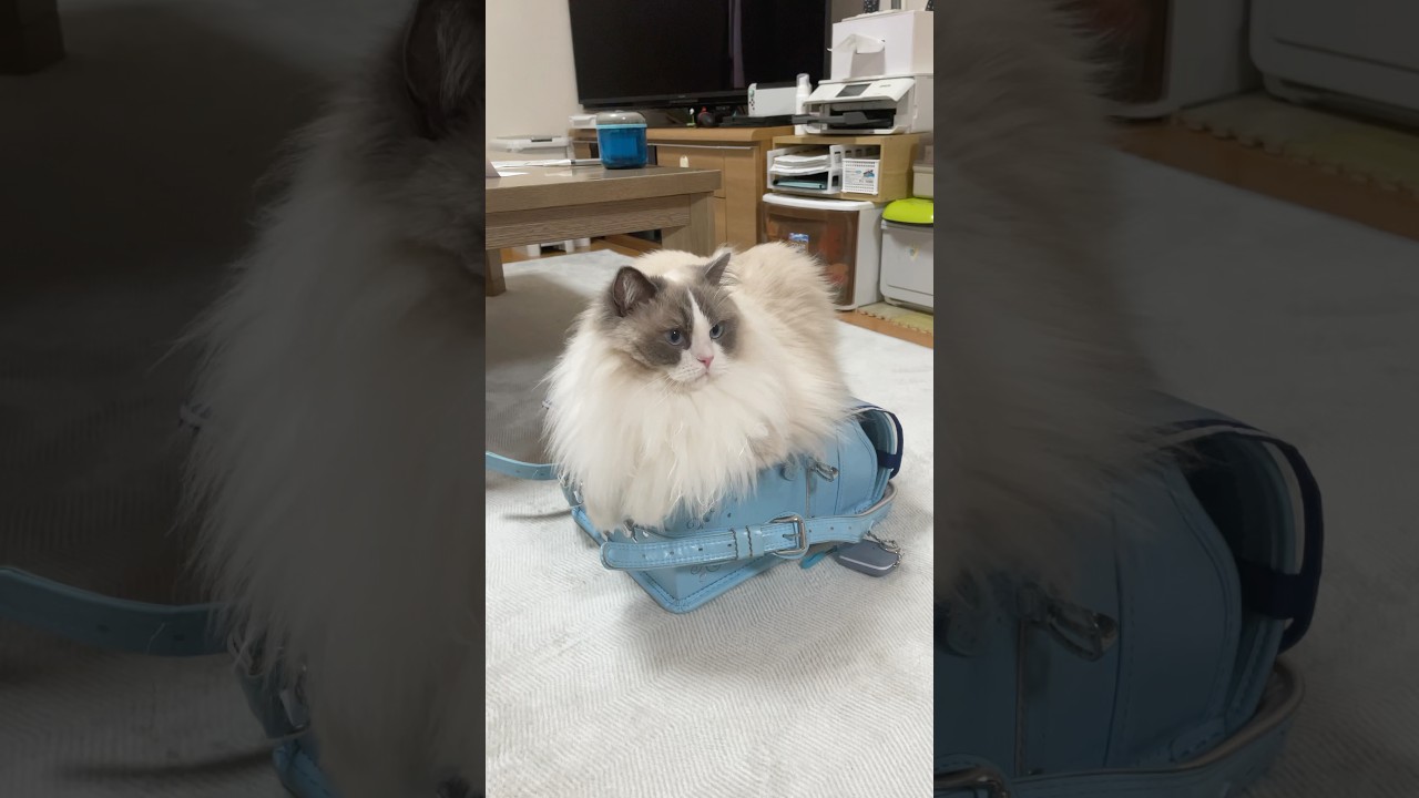 朝からネコハラ☀️#ラグドール#猫好きさんと繋がりたい