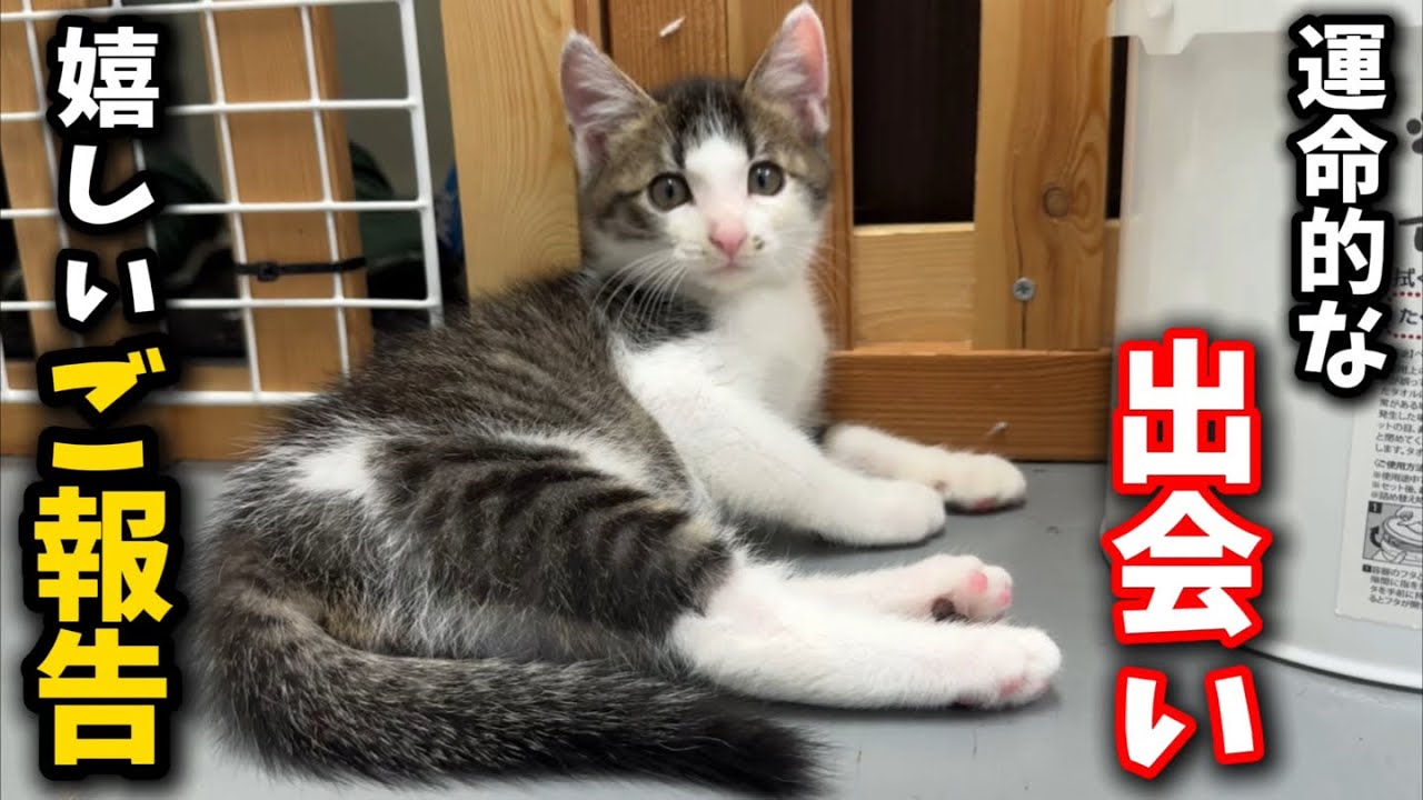 譲渡が破談になった子猫に突如訪れた運命的な出会い