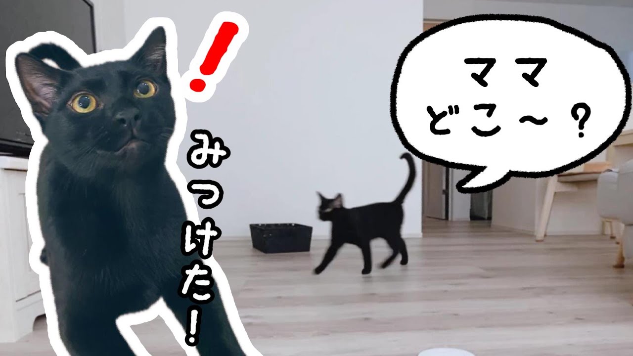 子猫とかくれんぼしたら可愛すぎた【黒猫】【ボンベイ】