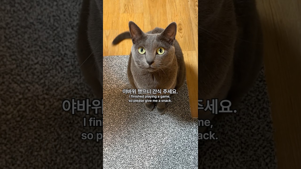 끌려가는 집사😂