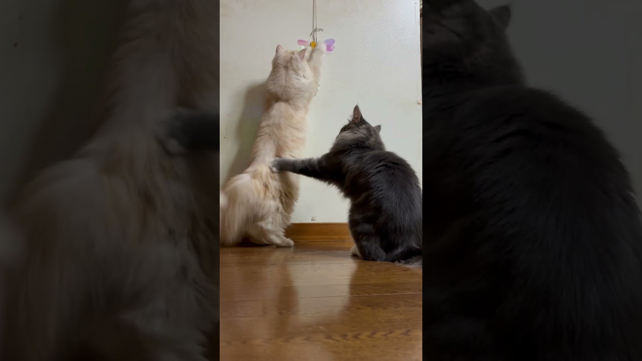 巨大姉弟猫#メインクーン #サイベリアン #ねこ #猫のいる暮らし #cat #猫好きさんと繋がりたい #ねこ動画 #猫のいる生活 #猫好き #catsoftiktok