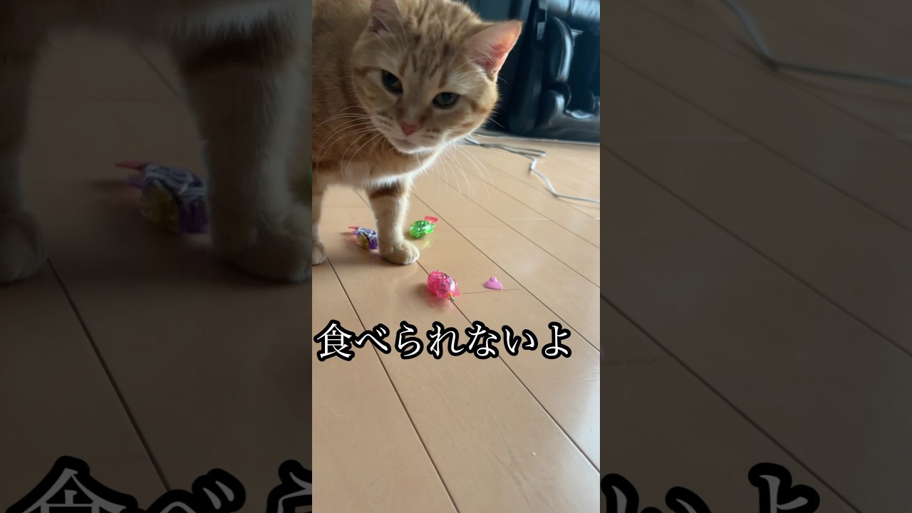 食べられないよ ねこ cat アメリカンショートヘア うめ