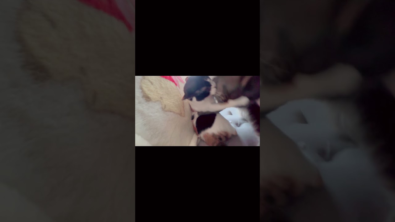 猫のガチバトル😭#メインクーン #三毛猫 #猫の喧嘩 #猫のいる暮らし #猫の日常 #ねこ動画 #猫 #strangecat #猫好き #crazycat