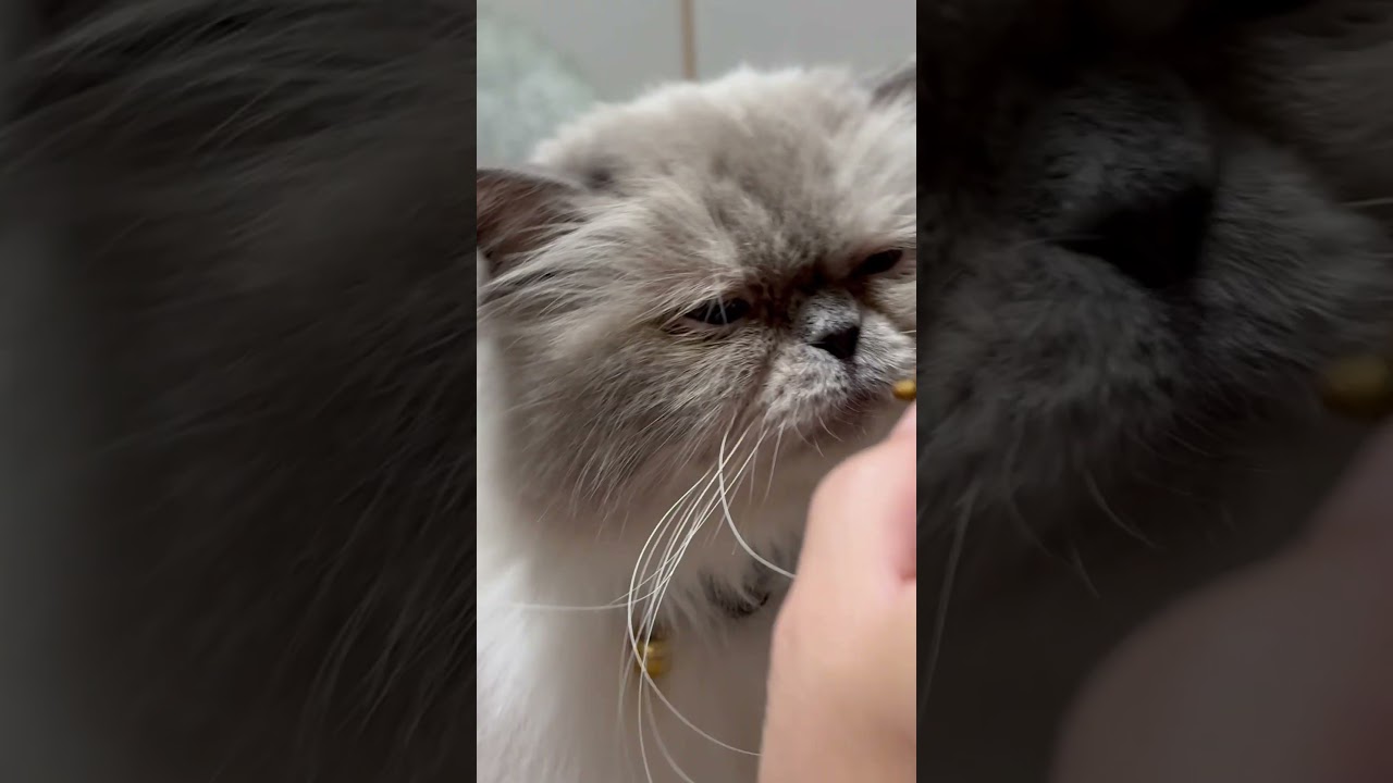 朝ごはん1粒ずつもらえるヒマラヤンのマーベル🐈🐾 #cat #oldies #猫のいる暮らし # #song #猫好きさんと繋がりたい #shorts