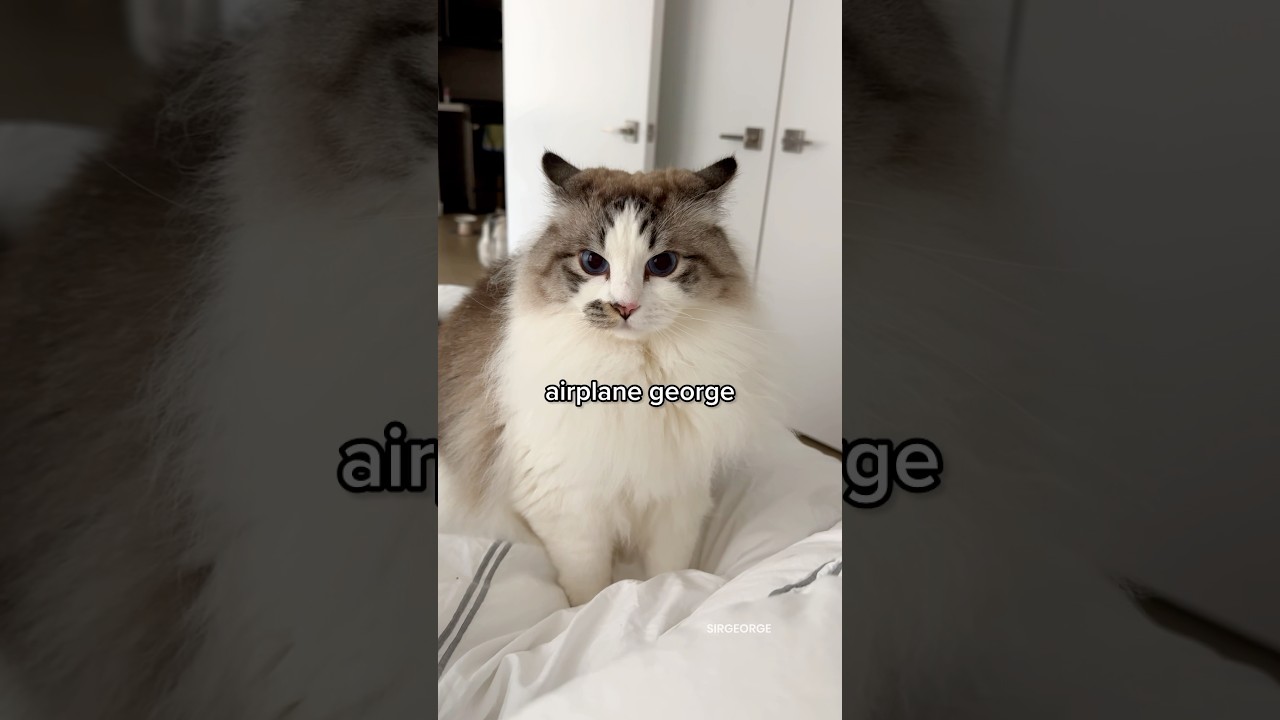 Uh oh! Got a grumpy cat! #ragdoll #sirgeorge #angrycat #funnycats