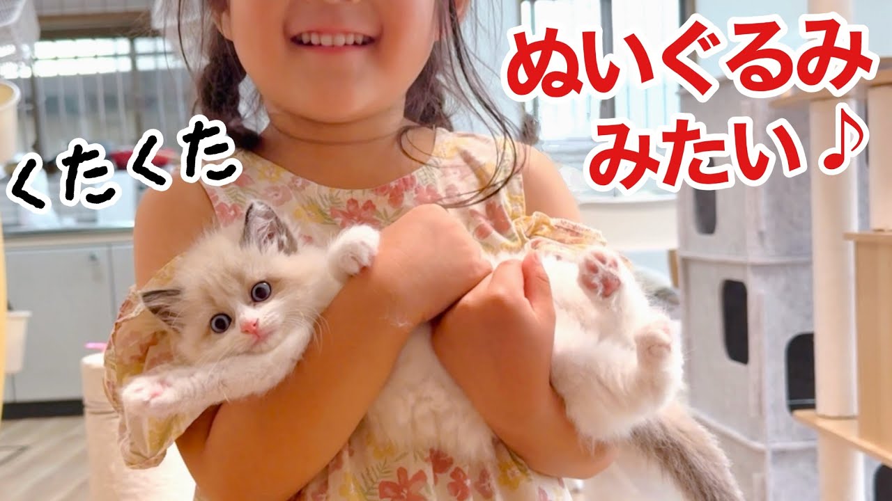 【初対面】5才の孫に抱っこされてクタクタな保護子猫が可愛い過ぎた