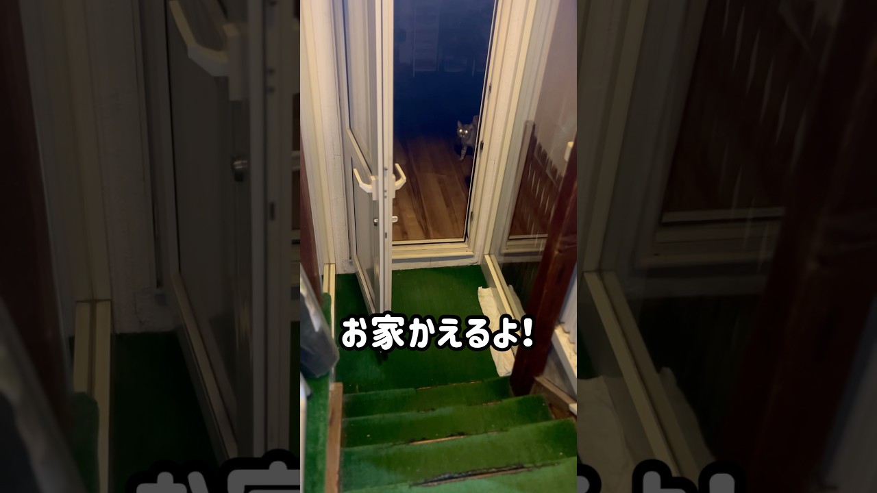 夜２匹を呼んでみた❗️#shorts #cat #猫のいる暮らし