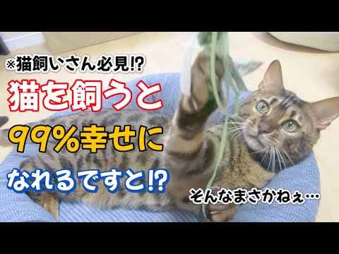 【ベンガル猫】猫を飼うと99%幸せになれるですと！？