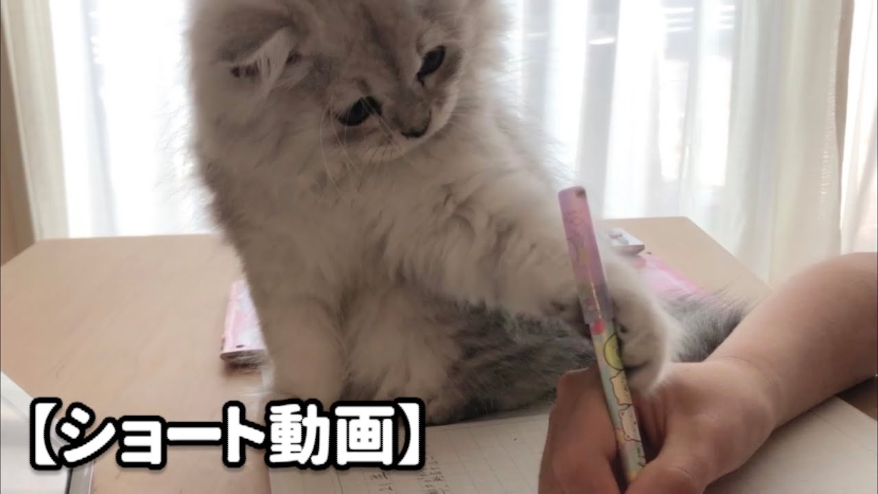 勉強を邪魔する子猫【サイベリアン】 #Shorts