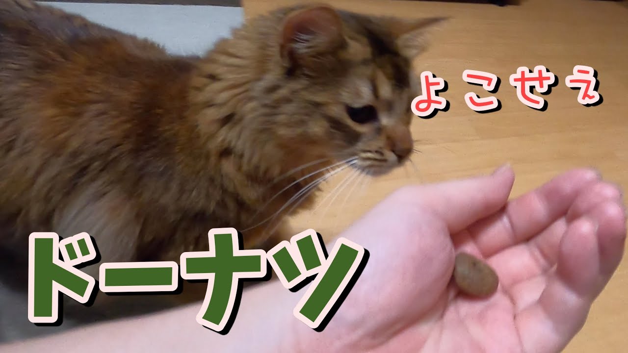 猫にまたたびドーナツをあげてみた結果w【ソマリ】