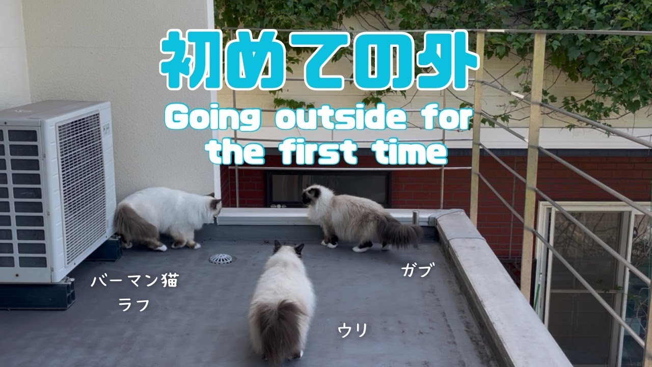 バーマン猫ウリとラフとガブ【初めての外】Going outside for the first time（バーマン猫）Birman/Cat