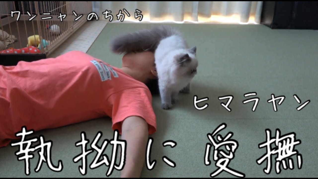 【愛撫】ヒマラヤン猫、飼い主に対する愛が溢れ過ぎて…