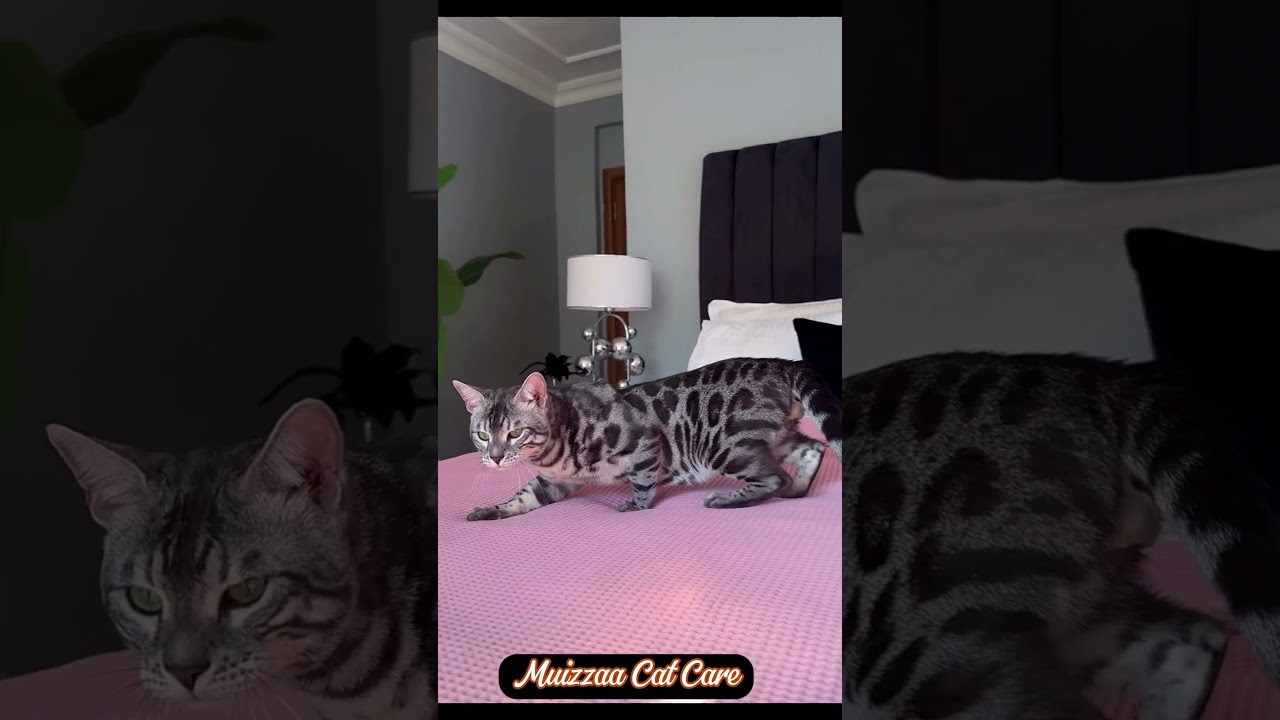 Bengal Tiger Cat #বিড়ালের_ভিডিও #catlovers #short #shorts #ytshorts #বিড়াল