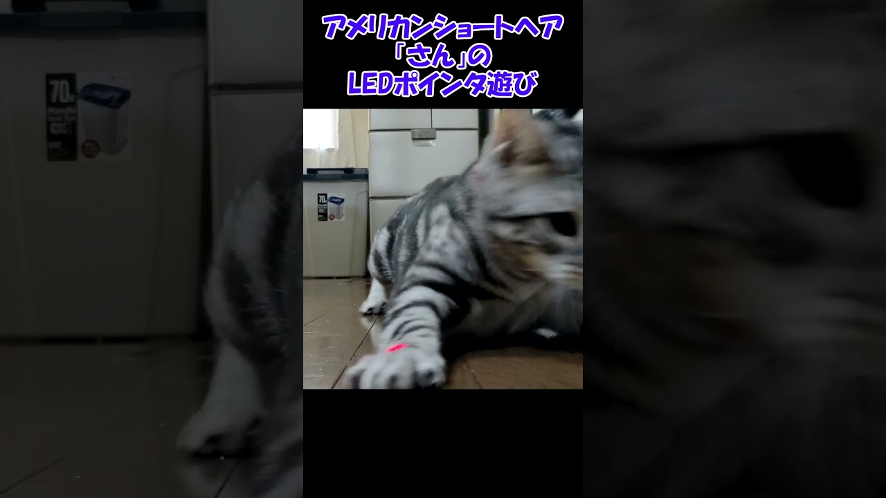 アメリカンショートヘア「さん」のLEDポインタ遊び♪Life With Four Cats shorts044 #shorts #猫 #ねこ #アメショ #ニャルガクルガ