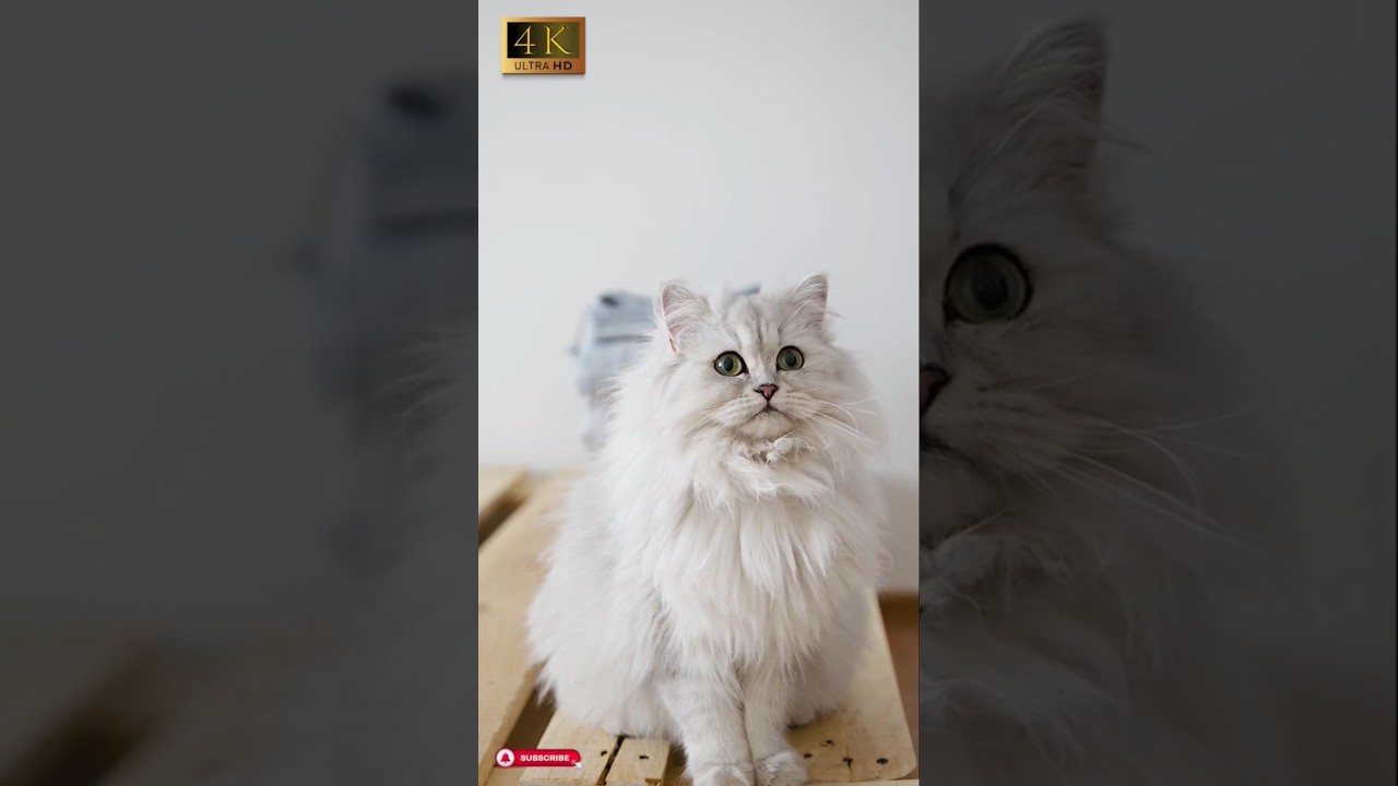 Cute Cats Shorts Video #shorts #foryou  #viralvideo #viral #cats #animals #nature #new #video
