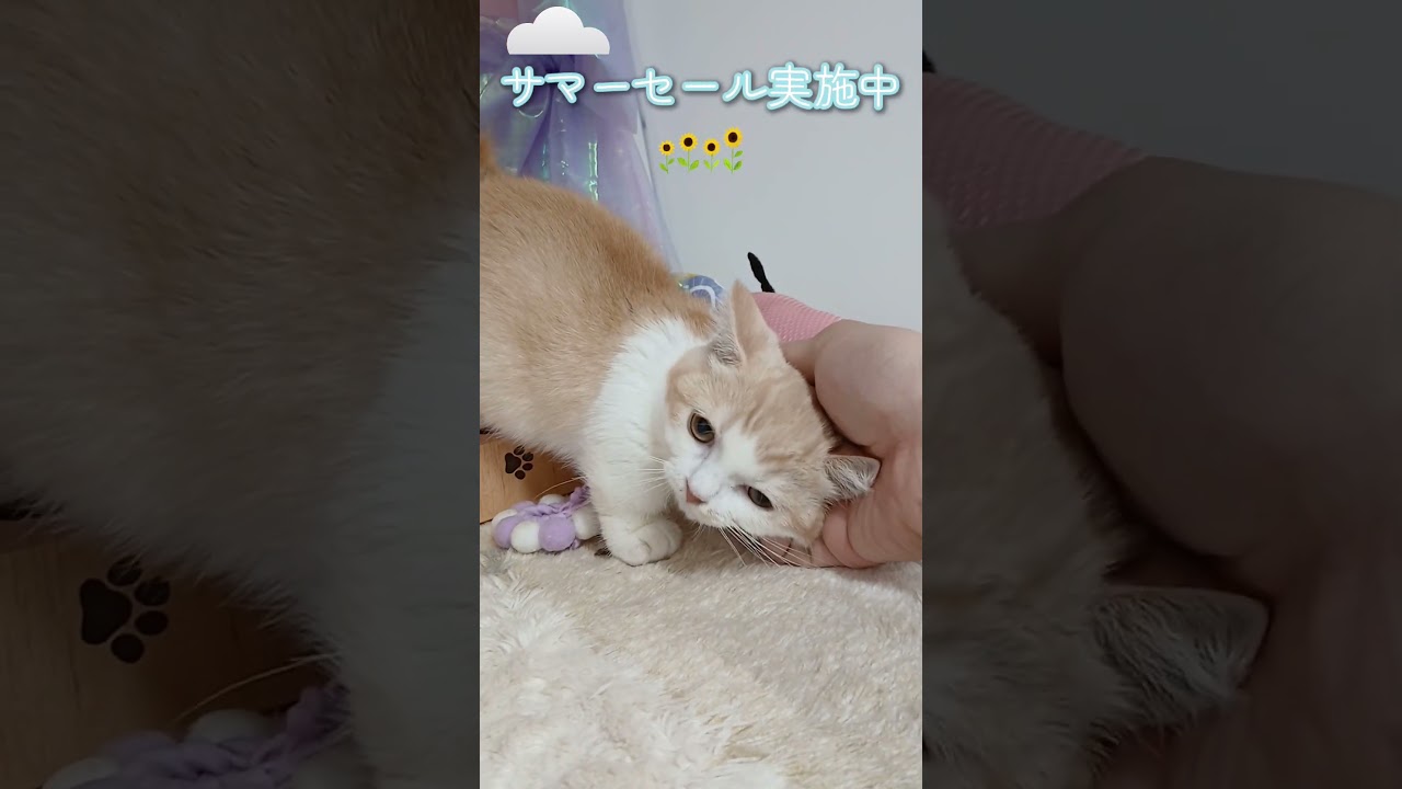 【ご家族様募集中】極短足ミヌエット男の子♡ #cat #かわいい子猫 #kitten #子猫 #cute #子猫ブリーダー #短足マンチカン #短足ミヌエット