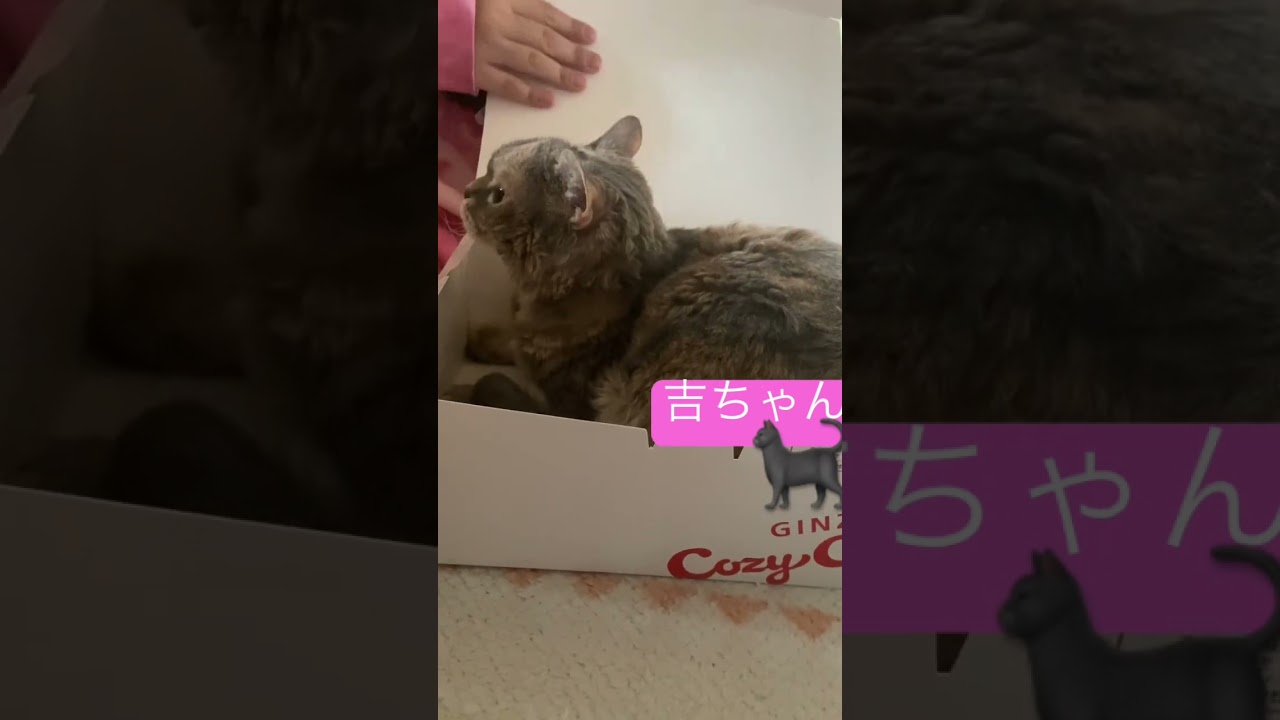 きっちゃん🐈‍⬛#セルカークレックス　#猫　#cat