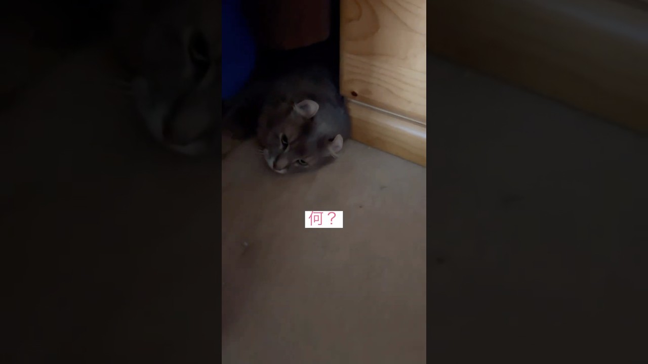 かくれんぼ #ねこ動画 #アメリカンカール #shortsvideo