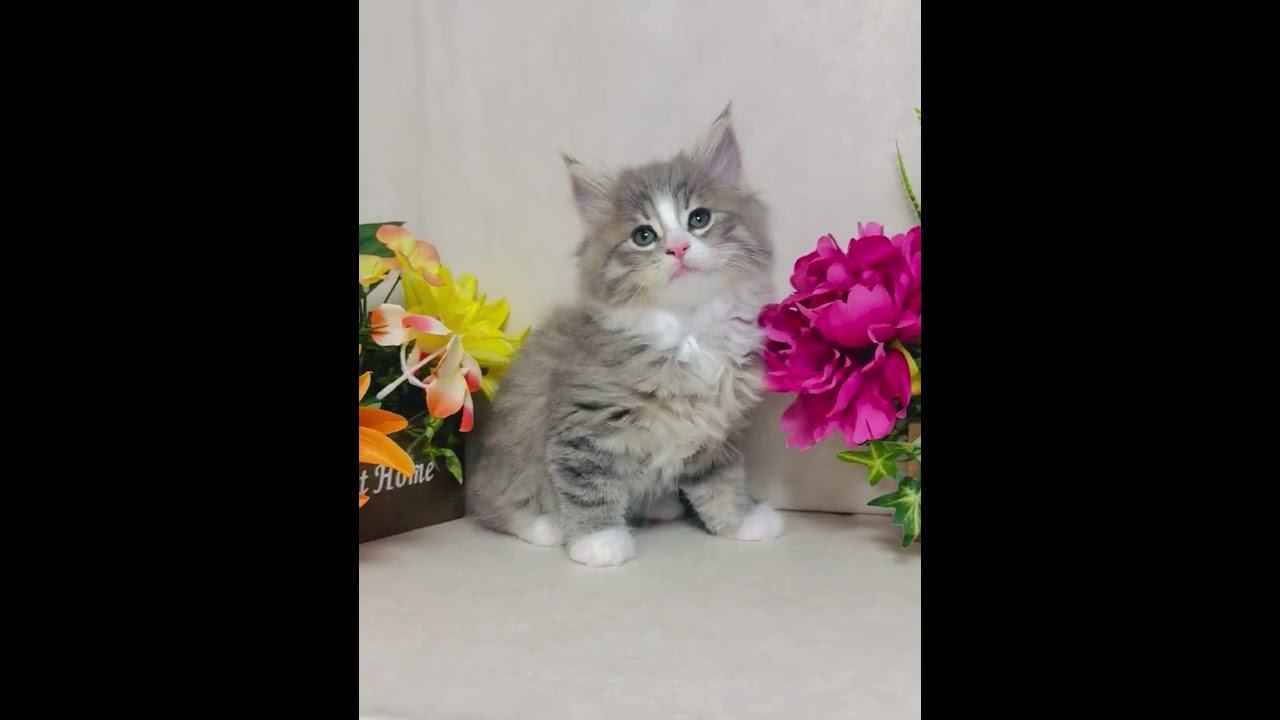 ノルウェージャンフォレストキャット 白のノーズラインが可愛い女の子です🐈