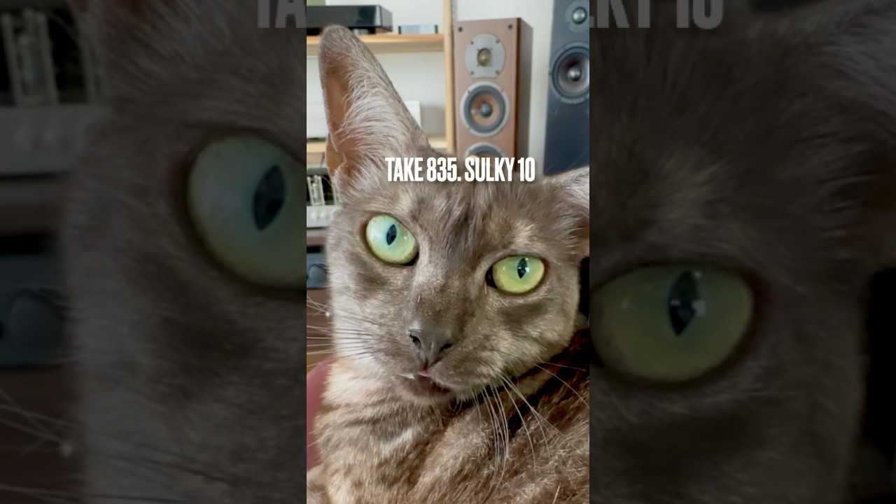 #ご機嫌ななめ猫 #不機嫌ねこ #構い過ぎ注意 #egyptianmaucat #エジプシャンマウ #エジプシャンマウの仲間たち #エジプシャンマウスモーク #shorts