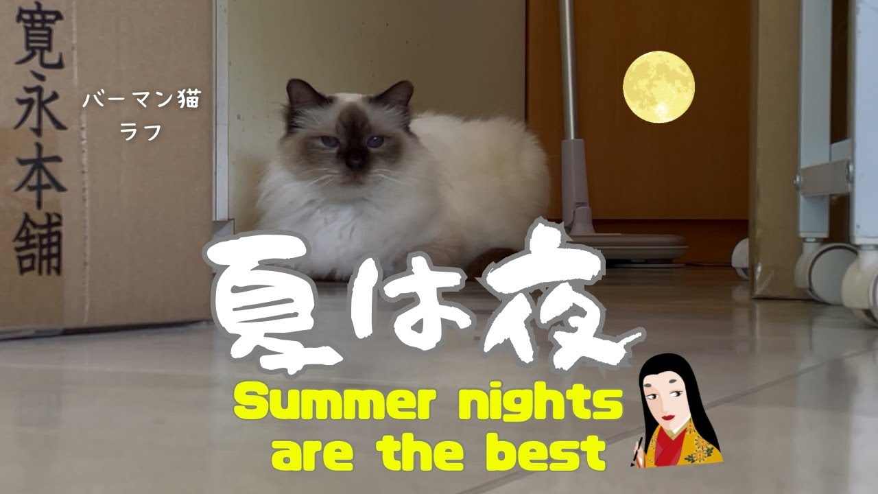 バーマン猫ラフ【夏は夜】Summer nights are the best（バーマン猫）Birman/Cat
