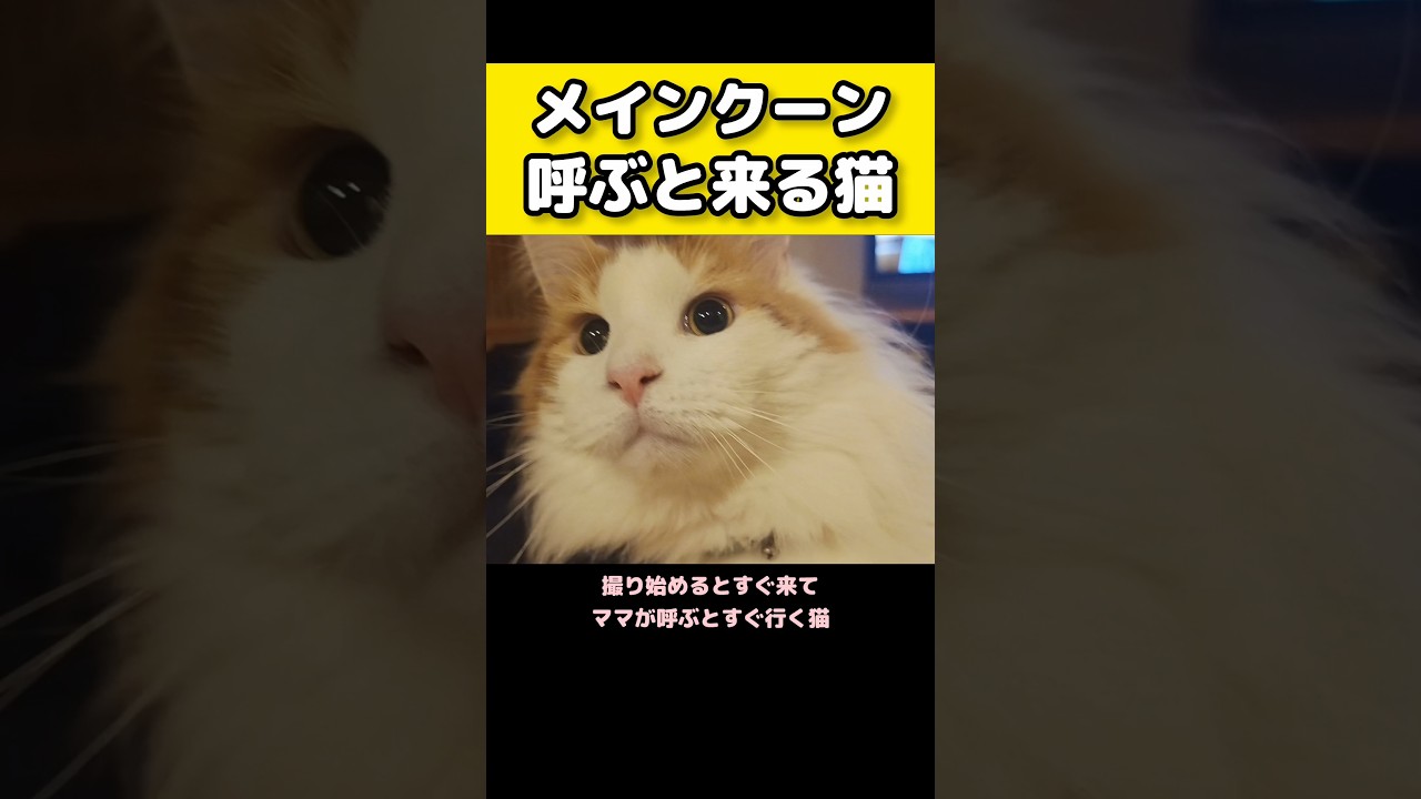 撮り始めると来る、ママが呼ぶと来る猫 #メインクーン #猫 #猫のいる暮らし#cat #mainecoon #catlover​  #catshorts​ #cute​ #cutecat​ #fyp​