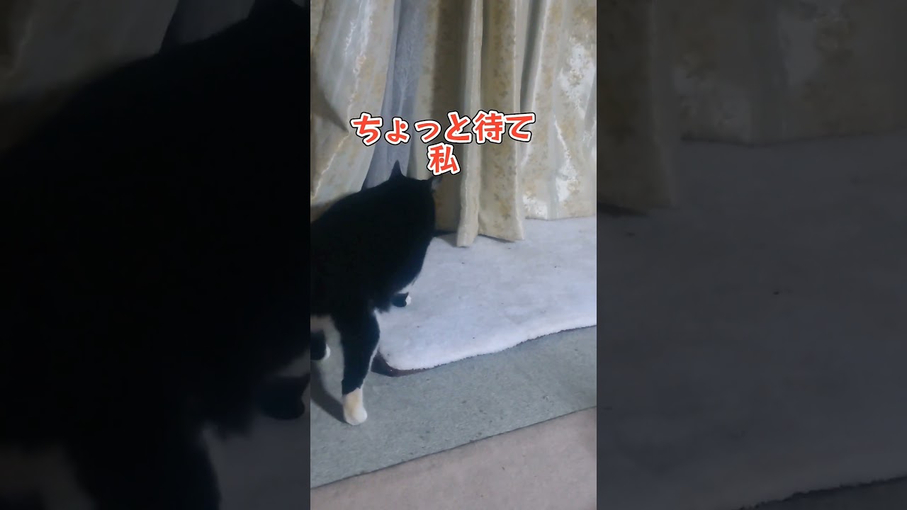 なんだこれ❓😄#shorts#ハチワレ#コラット#大人の対応