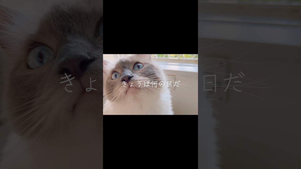 happy birthday🎉🎈🎀🐾ラグドールマンチカンティティ❤︎#cat #子猫成長記録 #shorts #猫のいる暮らし