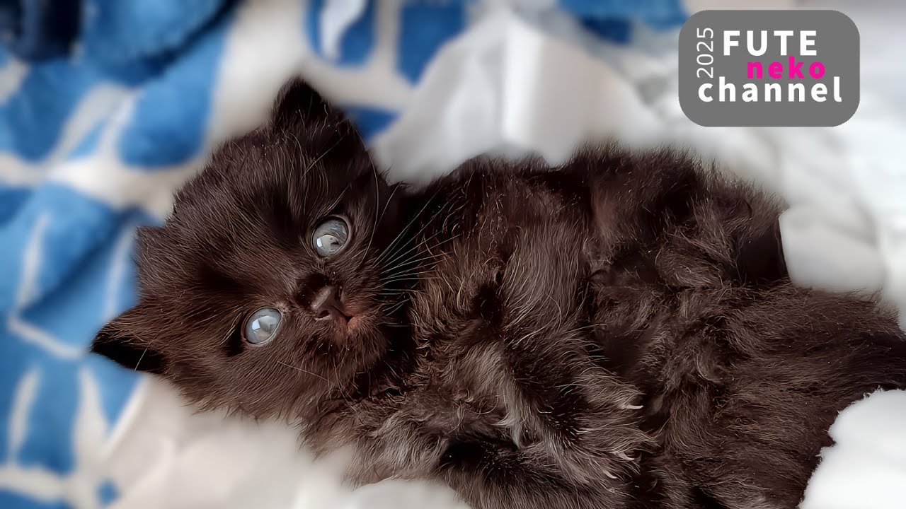 体力限界ギリギリの子猫を緊急で保護しました【保護子猫】