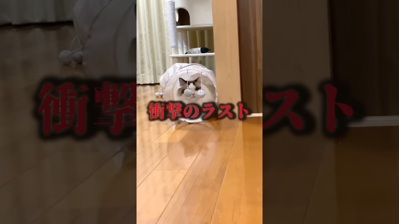 元気すぎる２匹 #猫 #cat #子猫 #ラグドール #ragdolls #猫のいる暮らし #猫好きさんと繋がりたい #保護猫 #shorts